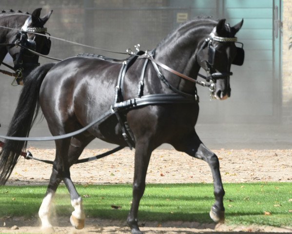 horse Top Santano (Westphalian, 2006, from Sir Donnerhall I)