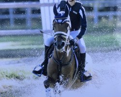 dressage horse Donnerlottchen 11 (German Riding Pony, 2012, from Dimension AT NRW)