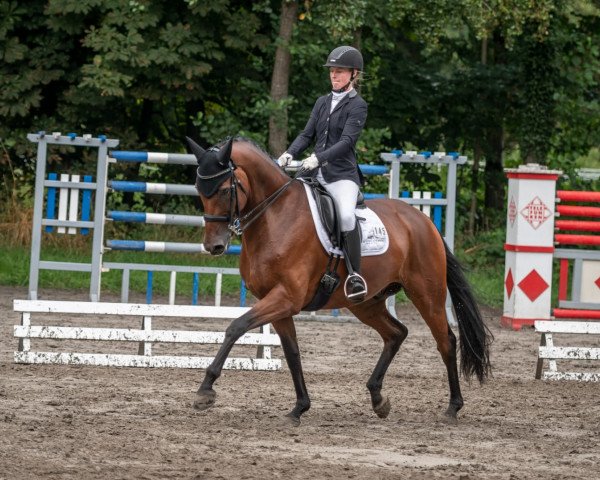 Dressurpferd Finley 91 (Hannoveraner, 2011, von Fürstenball) Dressurpferd Finley 91 (Hannoveraner, 2011, von Fürstenball)