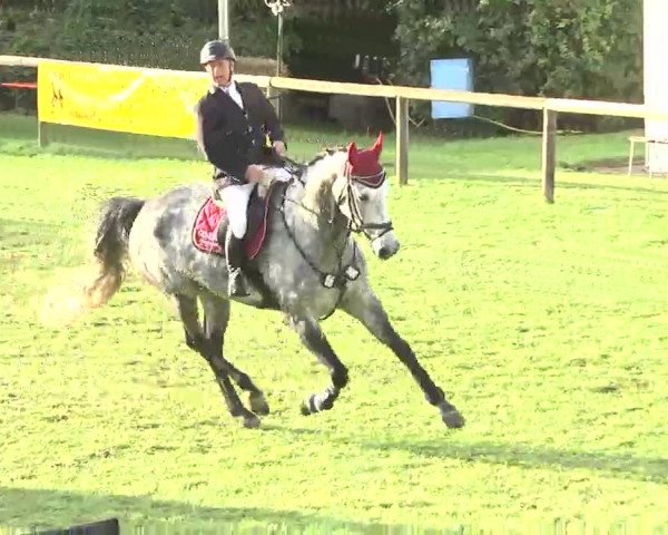 Reitturnier Leonberg 2015