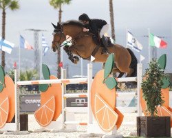 jumper Deep Choice (Westphalian, 2013)
