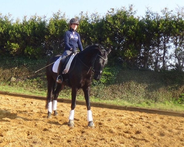 horse Falina (Oldenburg, 2015, from Finest)