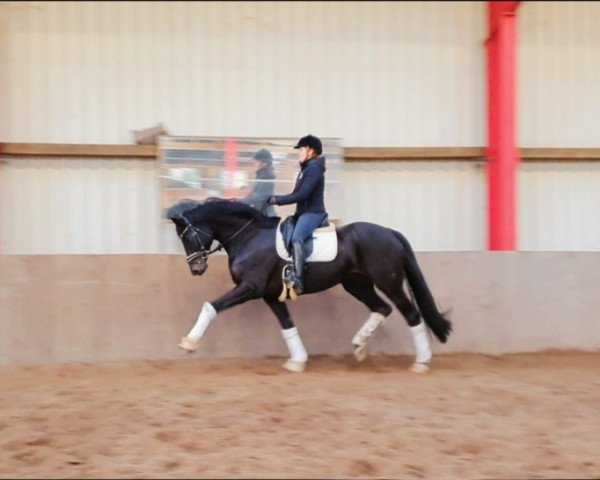 horse Rafiti (Oldenburg, 2012, from Blue Hors Romanov)