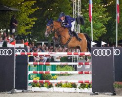 broodmare Killer Queen VDM (Belgian Warmblood, 2010, from Eldorado van de Zeshoek)
