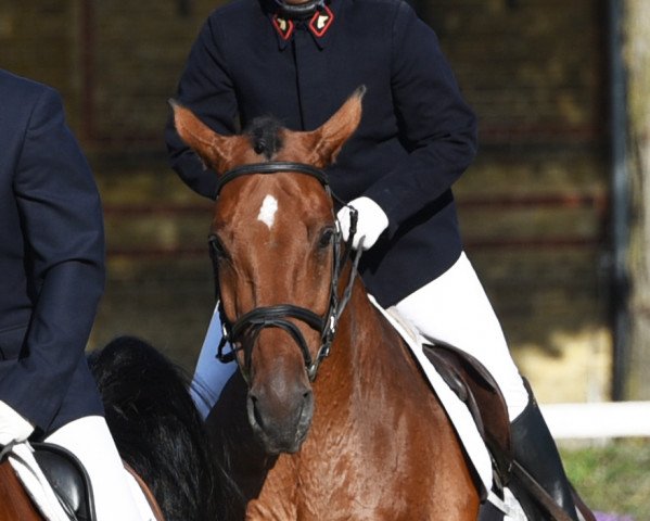 horse Cosmos (Westphalian,  , from Collin L)