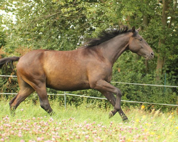 horse Bacardi (Trakehner, 2016, from Octavian)