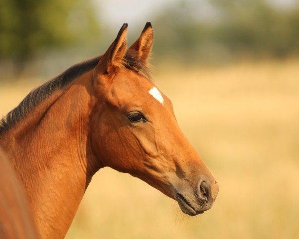 Dressurpferd Wassili 16 (Trakehner, 2018, von Connery)