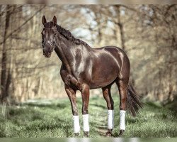Springpferd Vetalia (Hannoveraner, 2010, von Valentino)