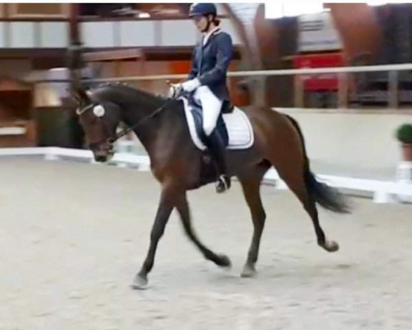 horse Zafira FL (German Sport Horse, 2016, from Birkhof's Zalando OLD)