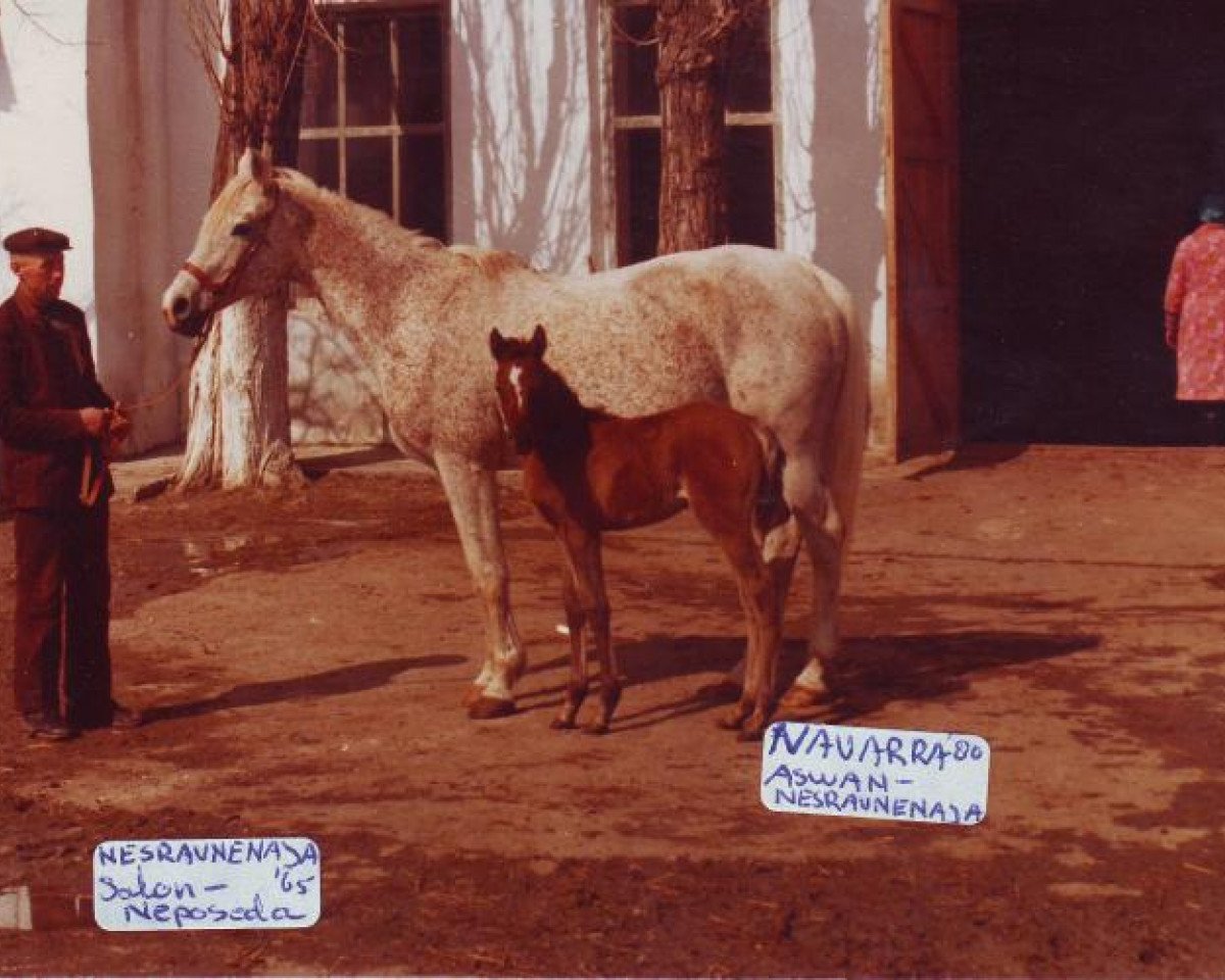 broodmare Nesravnennaja ox (Arabian purebred, 1965, from Salon 1959 ox)