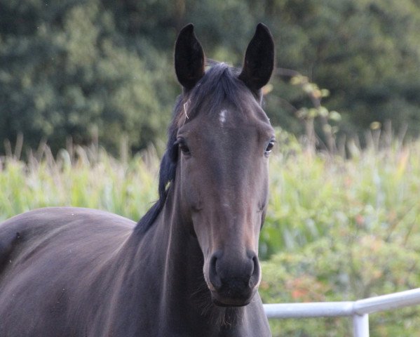Zuchtstute Fair Lady DB (Westfale, 2014, von Tannenhof's Fahrenheit) Zuchtstute Fair Lady DB (Westfale, 2014, von Tannenhof's Fahrenheit)