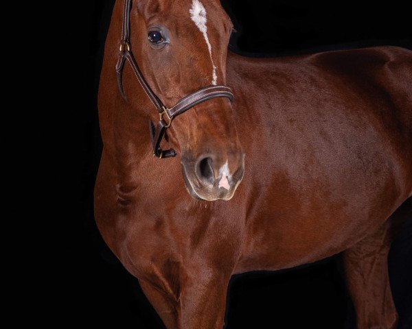horse Diamonds Girl (Swiss Warmblood, 2013, from Don Diamond)