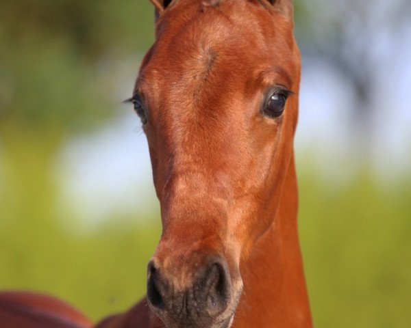 horse Magnificent Boy (KWPN (Royal Dutch Sporthorse), 2017, from Expression)