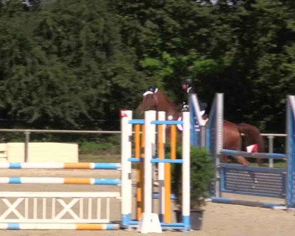 Reitturnier Appelhülsen 2015