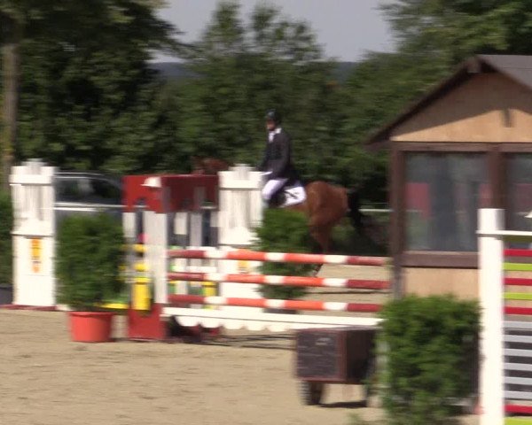 Reitturnier Appelhülsen 2015