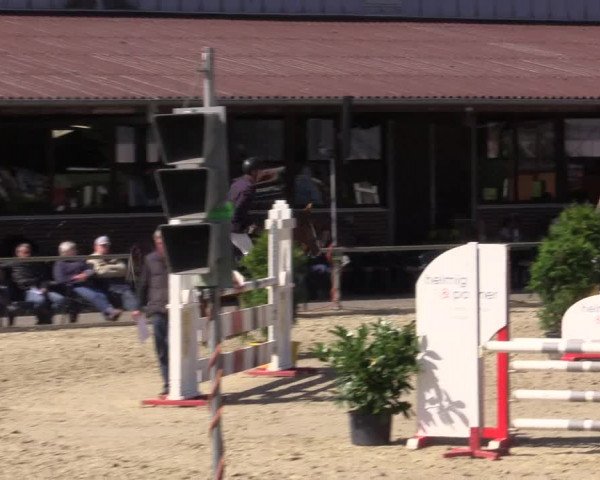 Reitturnier Appelhülsen 2015