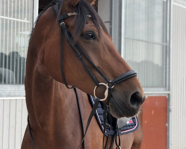 Dressurpferd Bella Flora (Westfale, 2006, von Belissimo NRW)