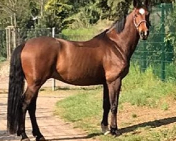 dressage horse Lentini (Westphalian, 2011, from Laureus NRW)