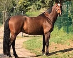 dressage horse Lentini (Westphalian, 2011, from Laureus NRW)