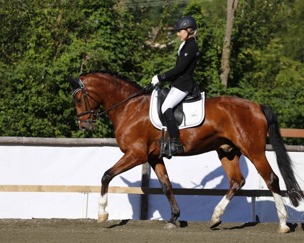 horse URSACHE WIRKUNG´S Marquis de Sade (Hanoverian, 2012, from Christ)