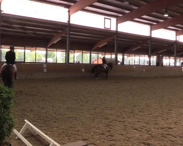 Reitturnier Appelhülsen 2015