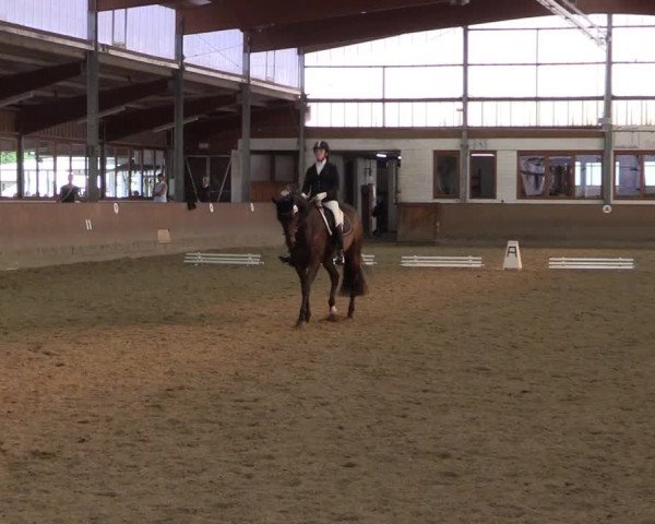 Reitturnier Appelhülsen 2015