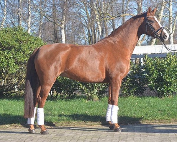 horse Sarina (Hanoverian, 2015, from Sir Winston Churchill)