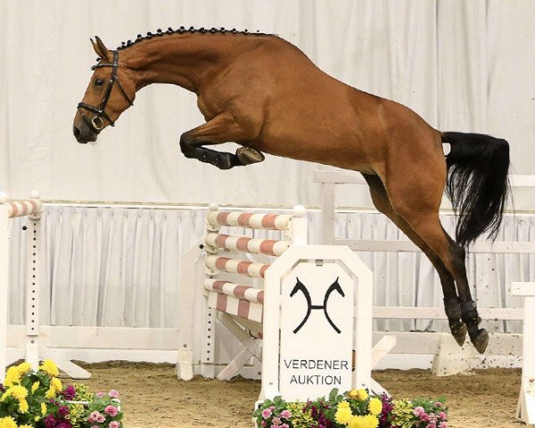 horse Indira (Hanoverian, 2014, from Inliner) horse Indira (Hanoverian, 2014, from Inliner)