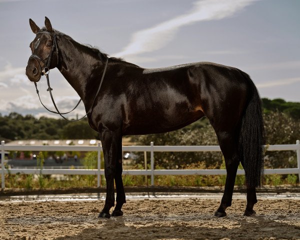 broodmare Favella (Holsteiner, 2013, from Stanfour 4)