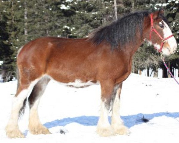 horse CBR Spit Fire Sweet Maurade (Clydesdale, 2007, from Westerdale Prospect)