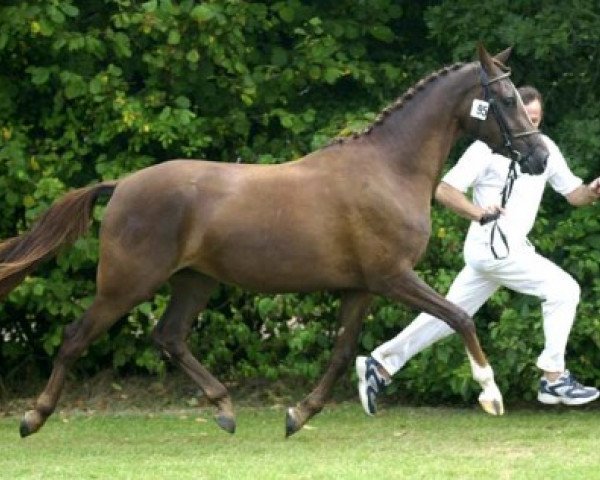 horse Cinderella du Bois (Nederlands Rijpaarden en Pony, 2000, from FS Don't Worry)