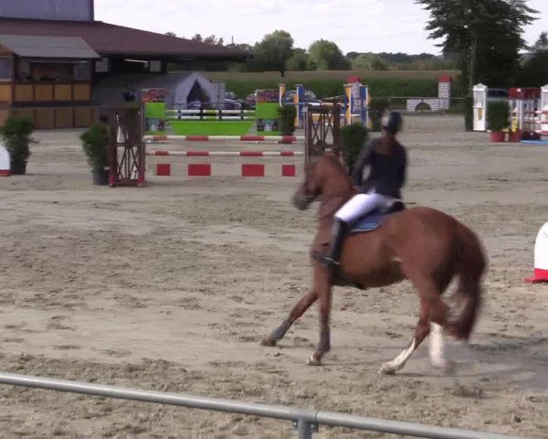 Reitturnier Appelhülsen 2015