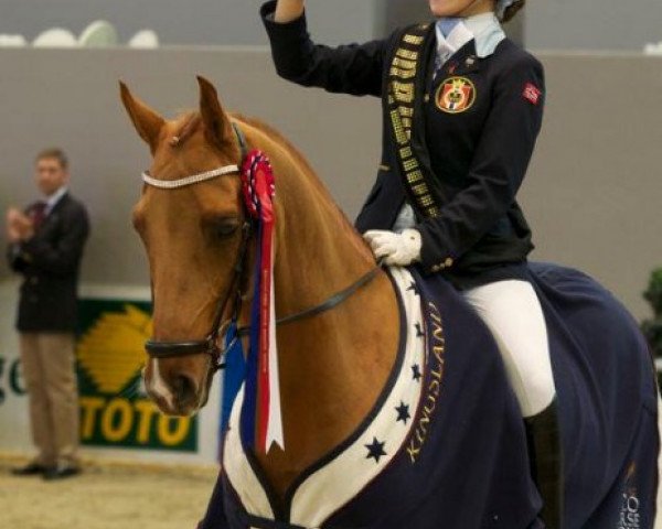 dressage horse Nadyr du Bois (Nederlands Rijpaarden en Pony, 2002, from Nobility du Bois)