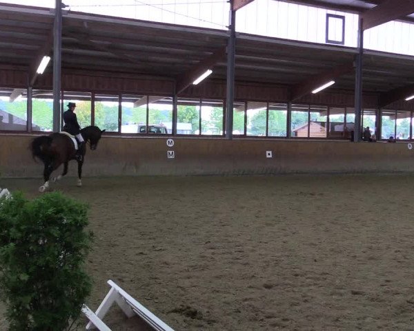 Reitturnier Appelhülsen 2015