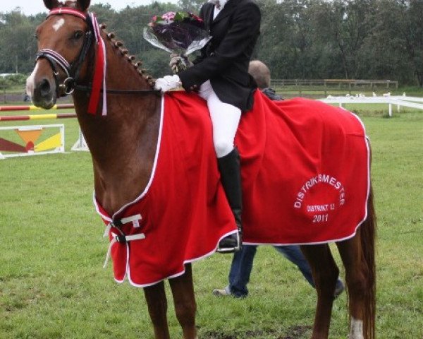 horse Delmonte du Bois (Nederlands Rijpaarden en Pony, 2005, from Deinhard B)