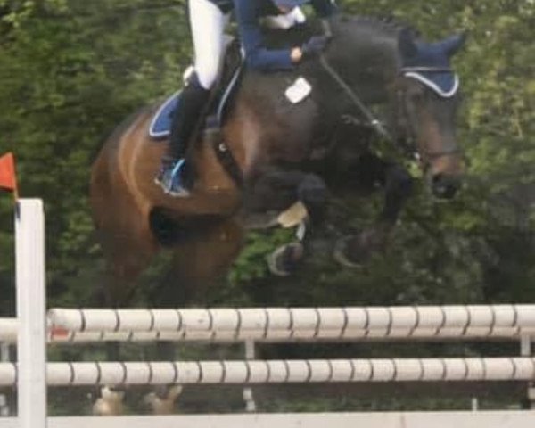 Springpferd Solero 96 (Westfale, 2013, von Sampras)