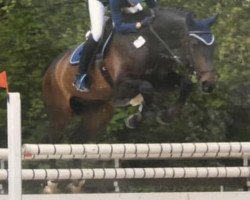 Springpferd Solero 96 (Westfale, 2013, von Sampras)