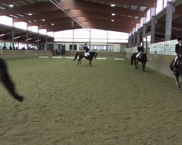 Reitturnier Appelhülsen 2015