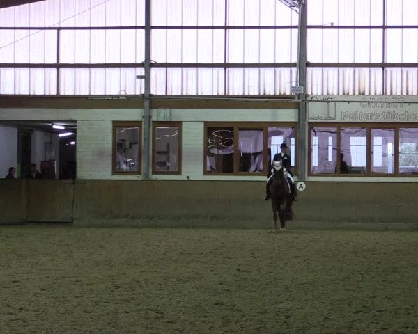 Reitturnier Appelhülsen 2015
