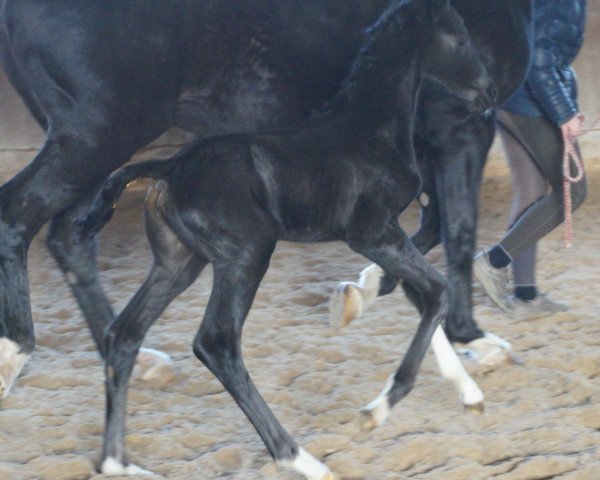 Pferd Dark Bonita (Bayer, 2020, von Bonds)