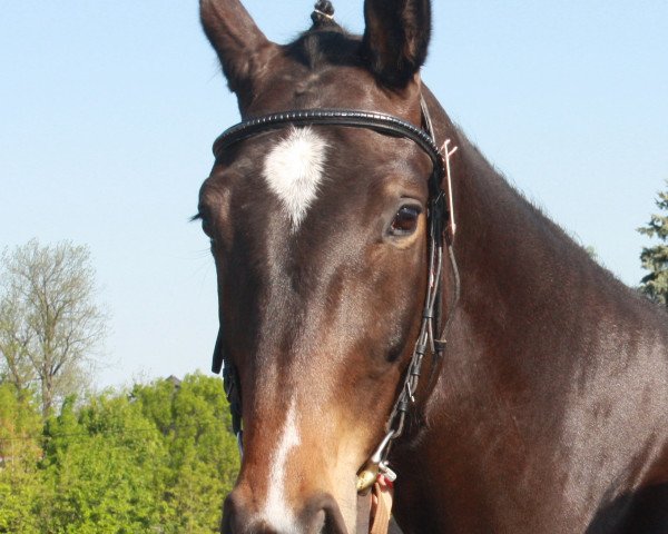 Springhest Ile Forana (Tysk Sportshest, 2010, fra Sir Shutterfly)