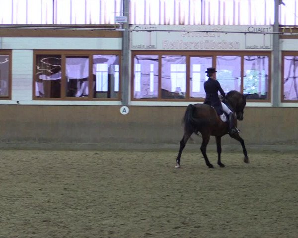 Reitturnier Appelhülsen 2015