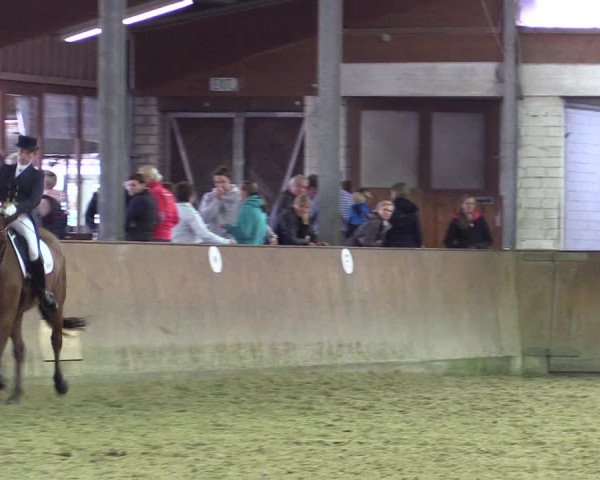 Reitturnier Appelhülsen 2015