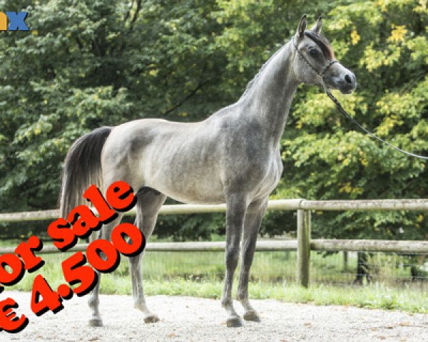 Pferd Kylian (Vollblutaraber, 2017, von Kahil Al Shaqab ox)