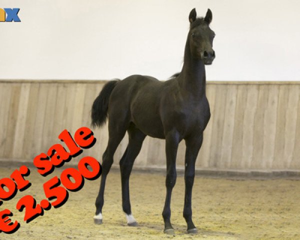 horse Mashuri (Arabian purebred, 2019, from Lamandro)