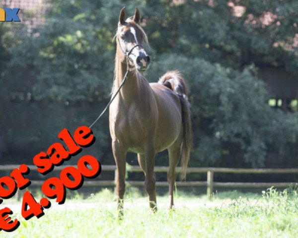 broodmare Farids Meshana ox (Arabian purebred, 2009, from Meshan Ibn Kubi ox)