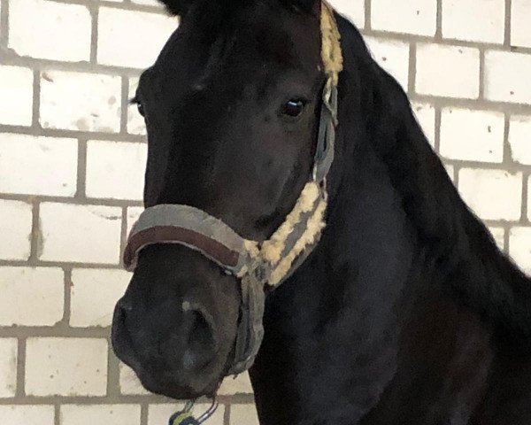 Pferd Hengstfohlen von Allegro Sun / Faveur (Westfale, 2017, von Allegro Sun 2)