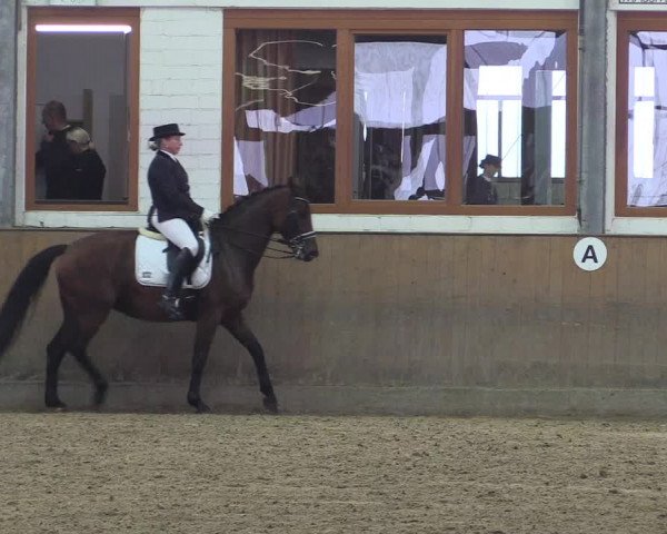 Reitturnier Appelhülsen 2015