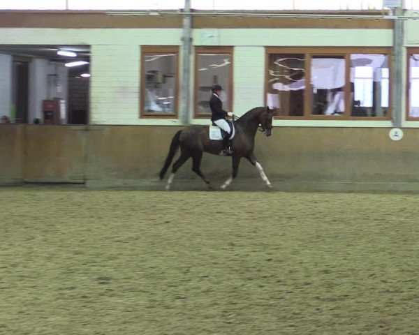 Reitturnier Appelhülsen 2015
