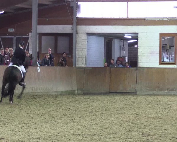 Reitturnier Appelhülsen 2015